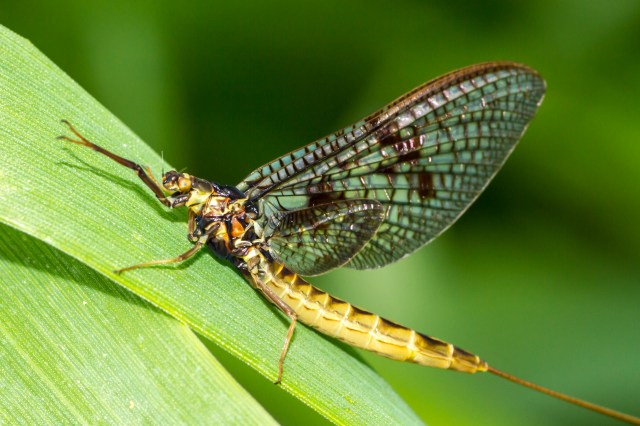 mayfly